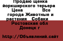 Продаю щенка йоркширского терьера  › Цена ­ 20 000 - Все города Животные и растения » Собаки   . Ростовская обл.,Донецк г.